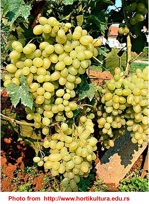 PETRA, new wine grape varieties 