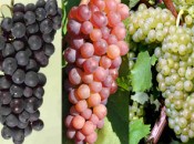 Regional grape