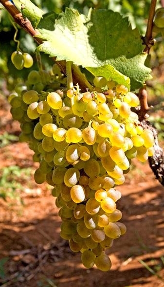 Posip Croatian Grape